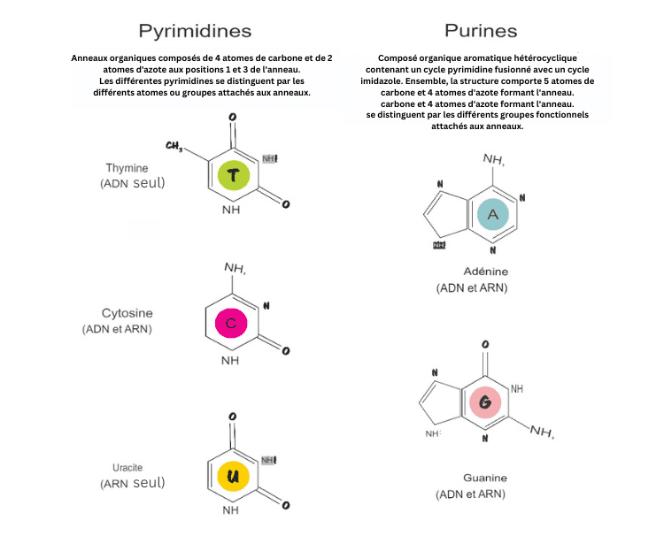 Différence entre purine et pyrimidine graphic