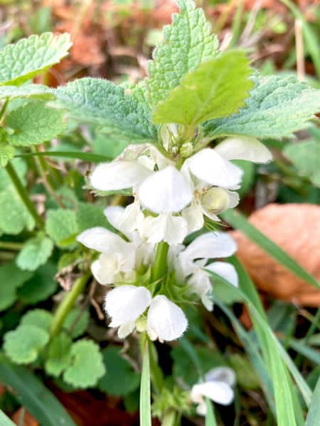 lamier blanc plante