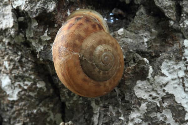 escargot nature